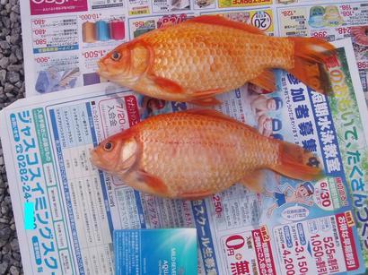 �����ނ�т��̌�����������