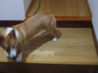 �����ނ�т��̌�����������