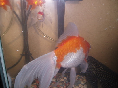 �����ނ�т��̌�����������