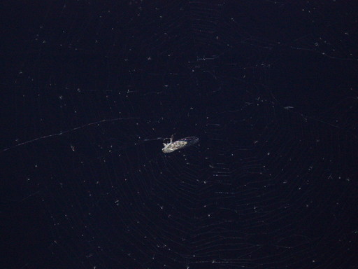 �����ނ�т��̌�����������