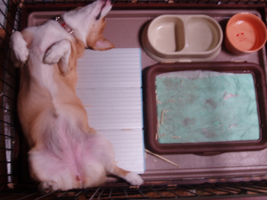 �����ނ�т��̌�����������