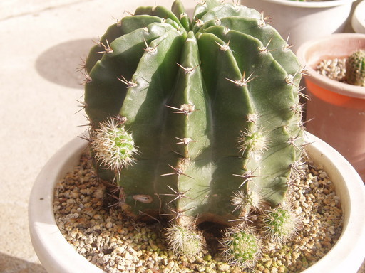 �����ނ�т��̌�����������