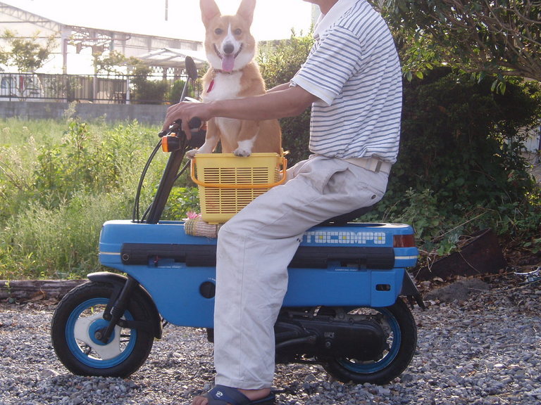 �����ނ�т��̌�����������