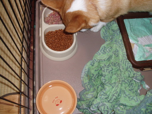 �����ނ�т��̌�����������