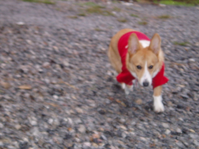 �����ނ�т��̌�����������