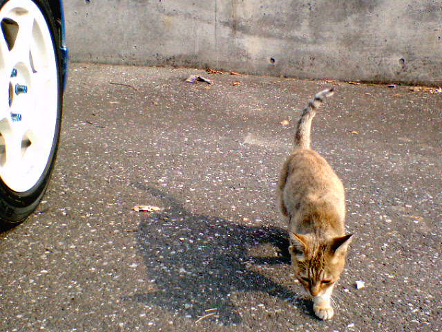 �����ނ�т��̌�����������