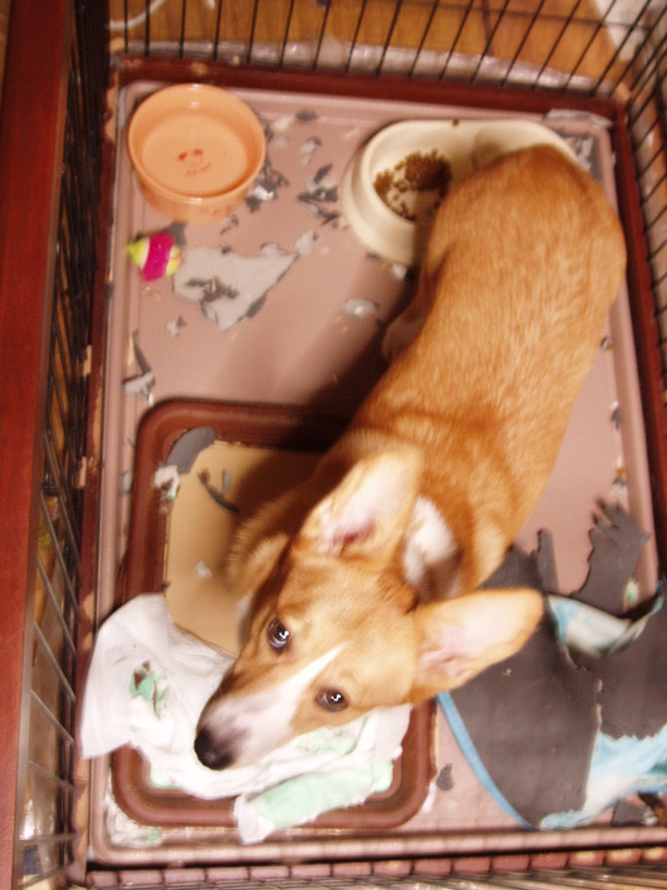 �����ނ�т��̌�����������