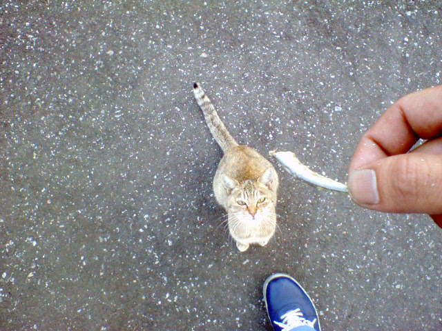 �����ނ�т��̌�����������