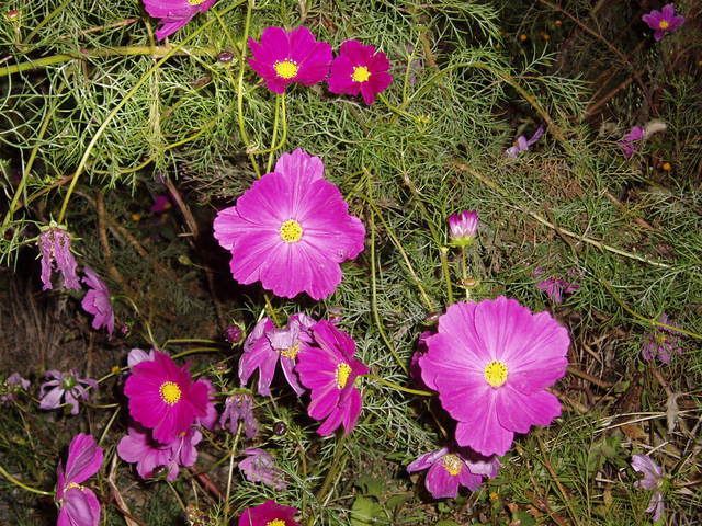 �����ނ�т��̌�����������