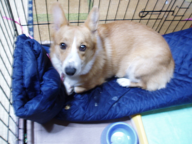 �����ނ�т��̌�����������