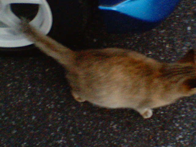 �����ނ�т��̌�����������