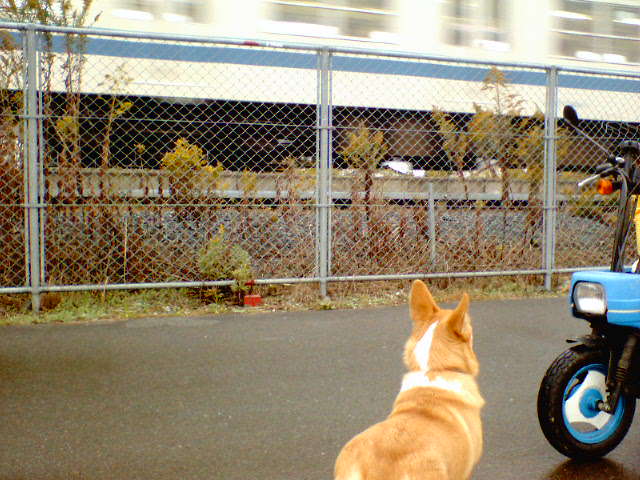 �����ނ�т��̌�����������