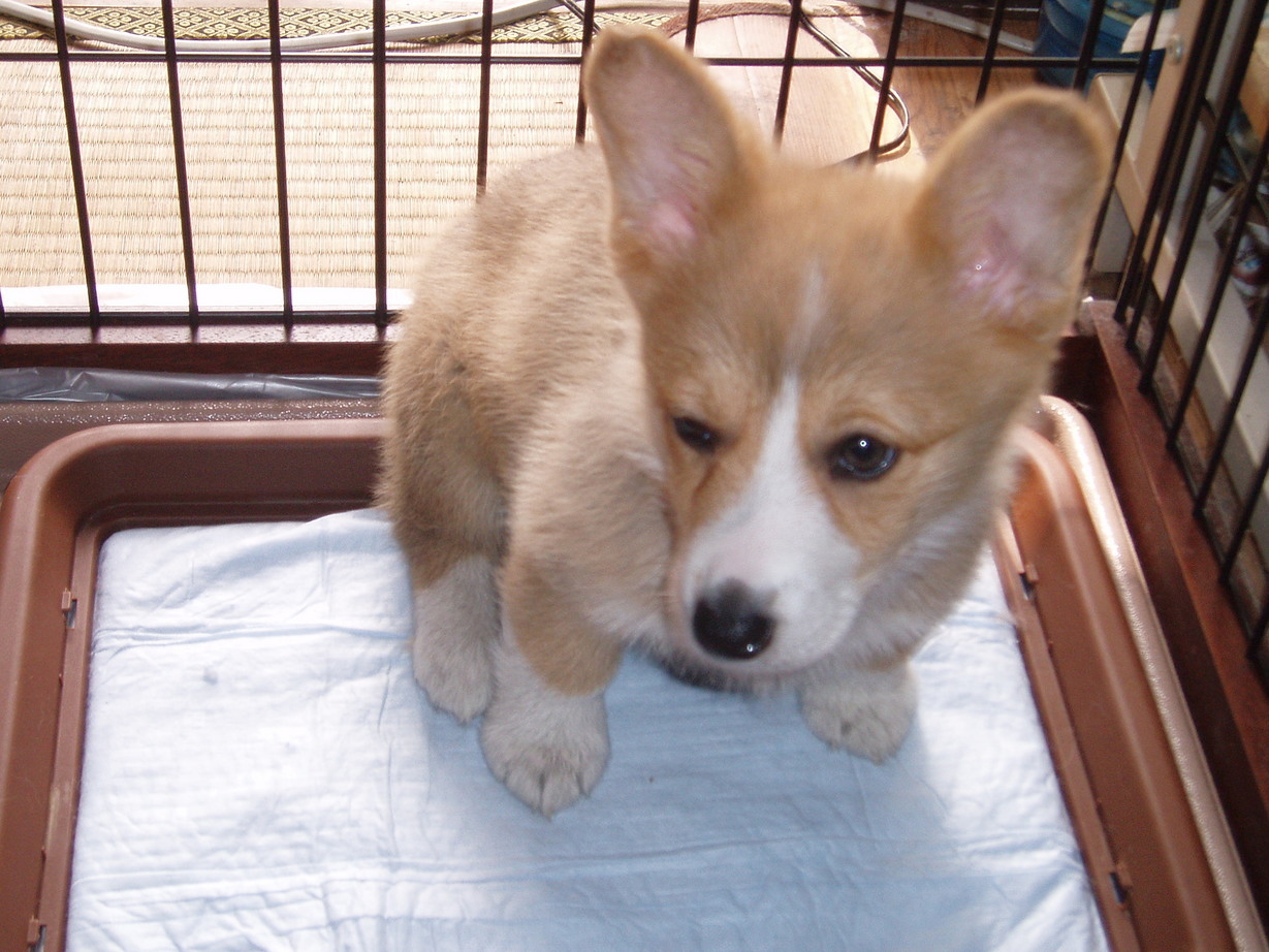 �����ނ�т��̌�����������