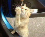 �����ނ�т��̌�����������