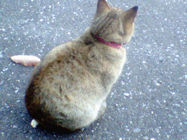 �����ނ�т��̌�����������