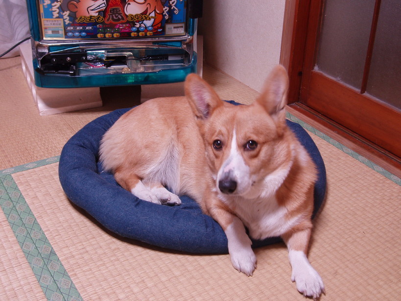 �����ނ�т��̌�����������