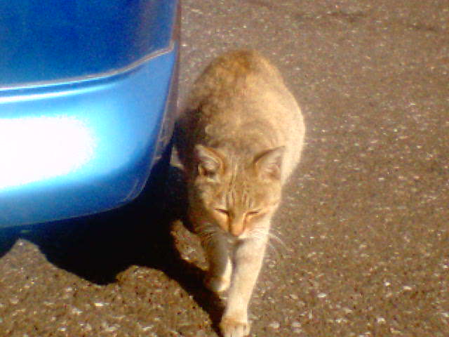 �����ނ�т��̌�����������