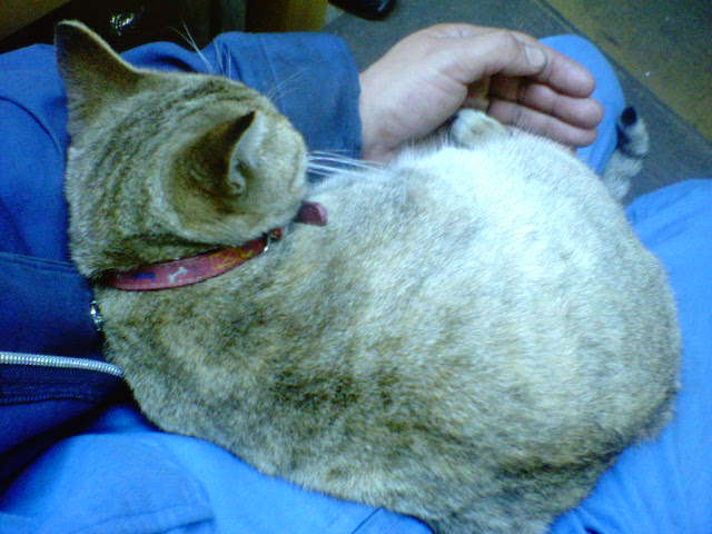 �����ނ�т��̌�����������