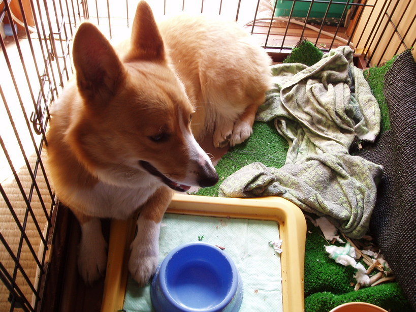 �����ނ�т��̌�����������