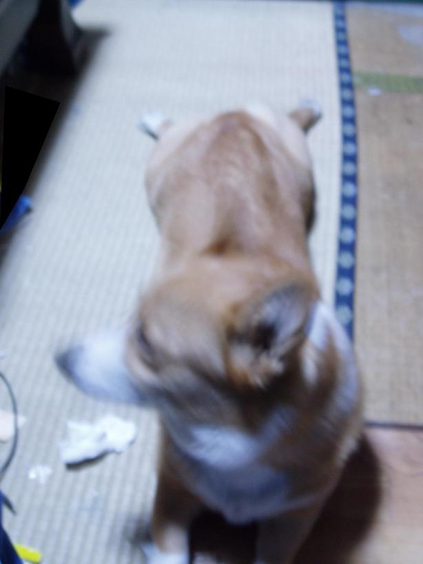 �����ނ�т��̌�����������