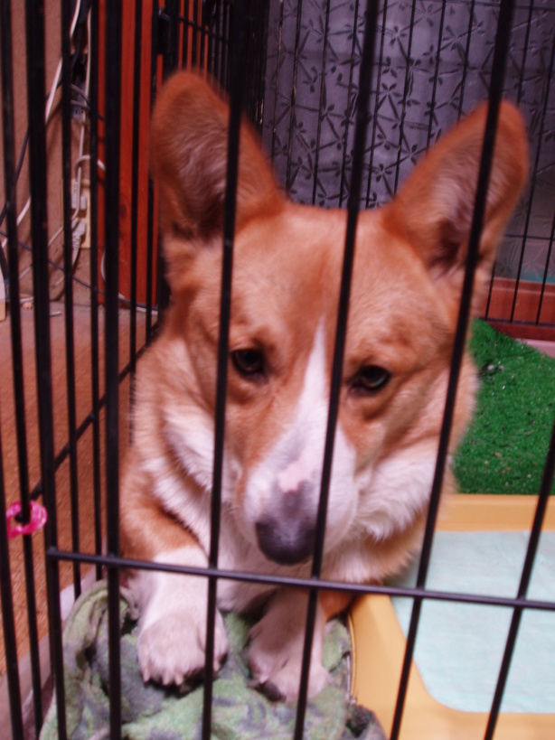 �����ނ�т��̌�����������