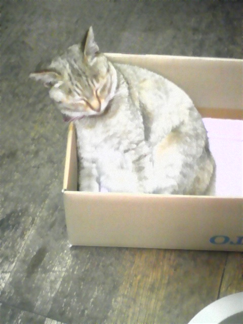 �����ނ�т��̌�����������