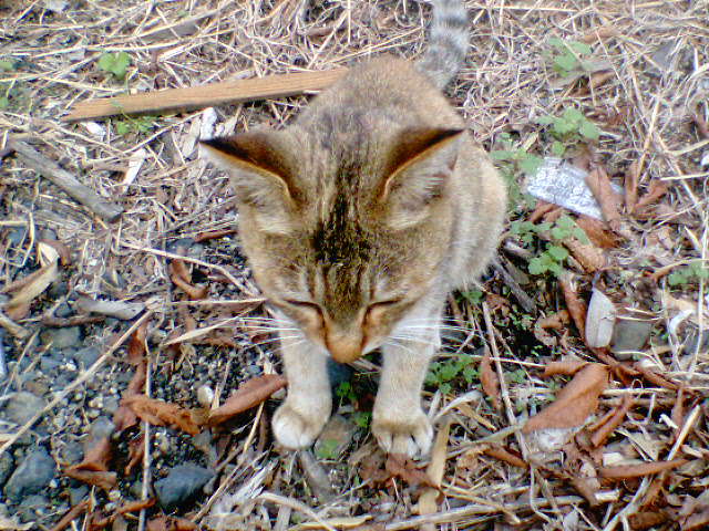 �����ނ�т��̌�����������