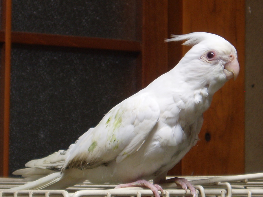 �����ނ�т��̌�����������