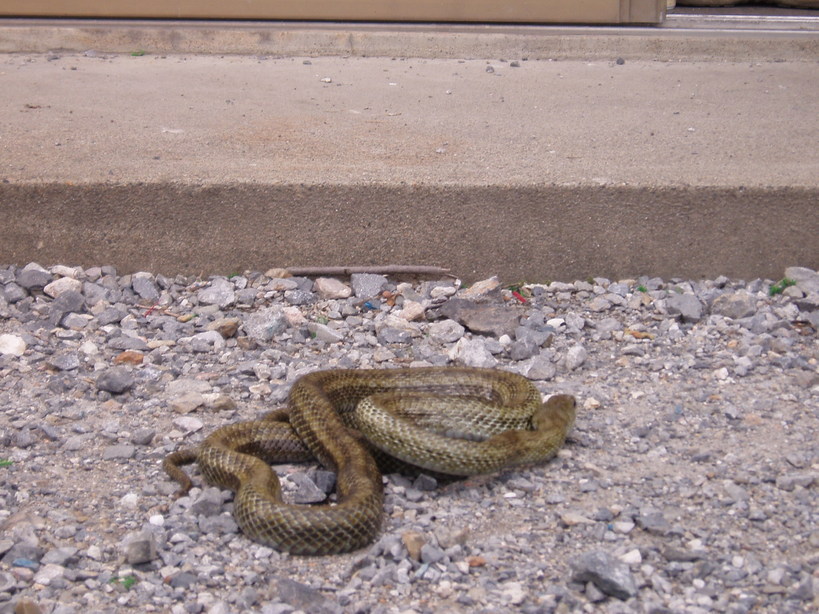 �����ނ�т��̌�����������