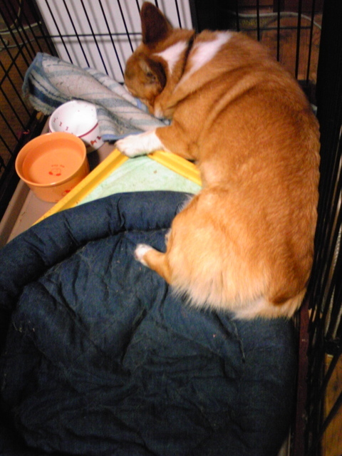 �����ނ�т��̌�����������