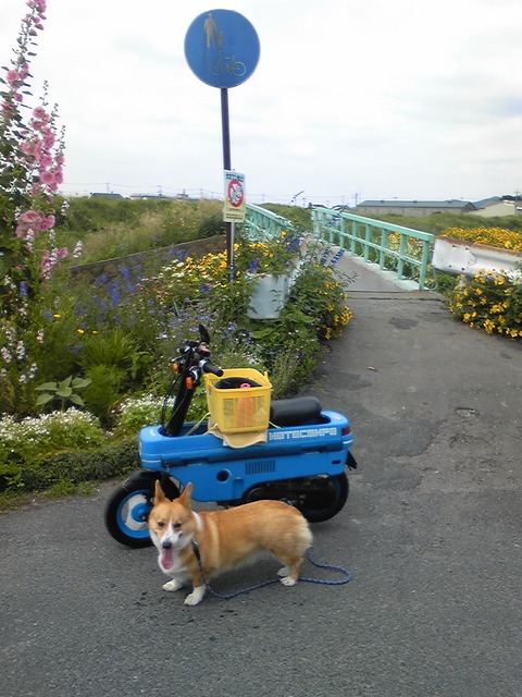 �����ނ�т��̌�����������