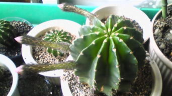 �����ނ�т��̌�����������