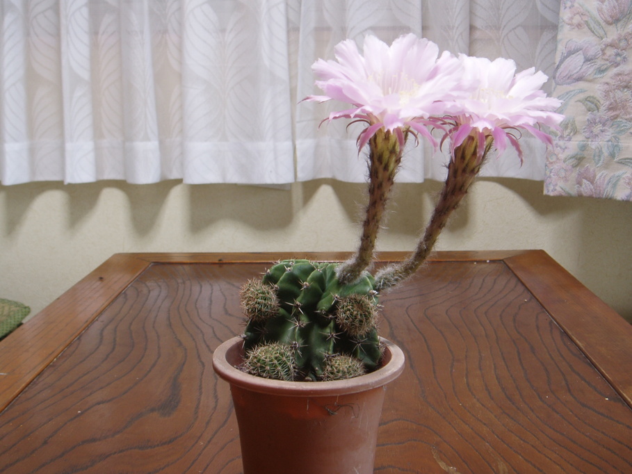 �����ނ�т��̌�����������