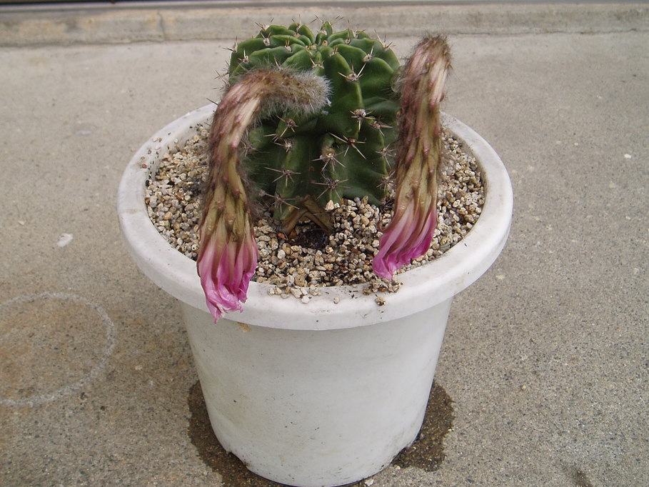 �����ނ�т��̌�����������