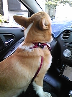 �����ނ�т��̌�����������