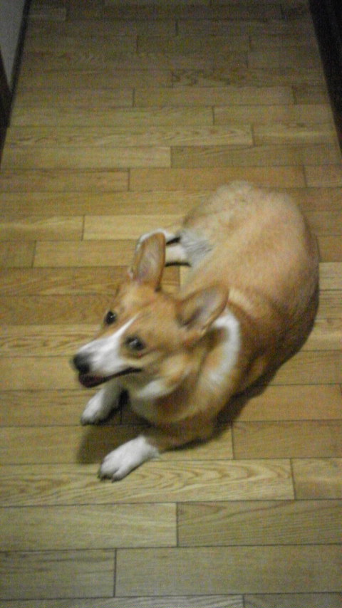 �����ނ�т��̌�����������