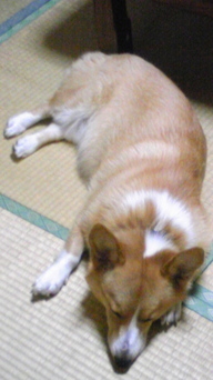 �����ނ�т��̌�����������