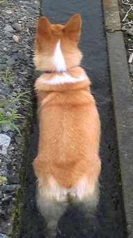 �����ނ�т��̌�����������