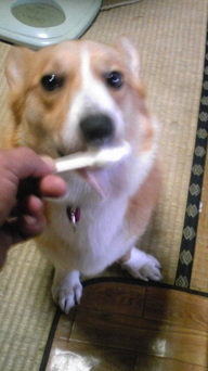 �����ނ�т��̌�����������