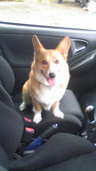 �����ނ�т��̌�����������