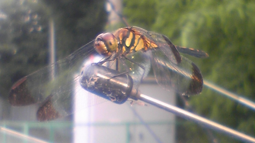 �����ނ�т��̌�����������