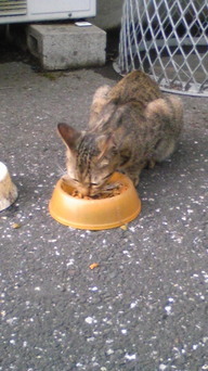 �����ނ�т��̌�����������