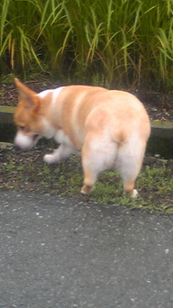 �����ނ�т��̌�����������