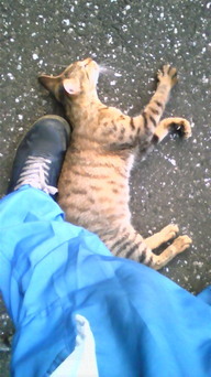 �����ނ�т��̌�����������