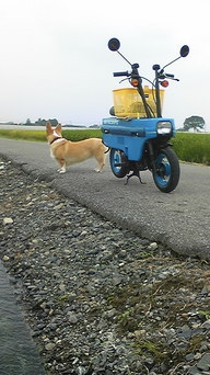 �����ނ�т��̌�����������