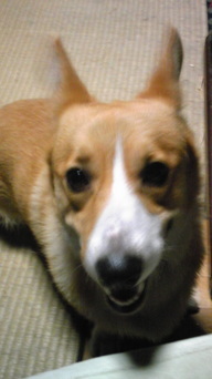 �����ނ�т��̌�����������