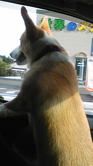 �����ނ�т��̌�����������