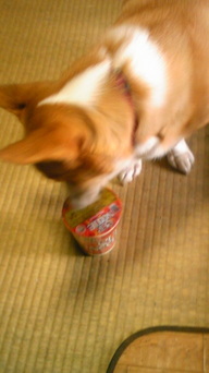 �����ނ�т��̌�����������