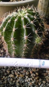 �����ނ�т��̌�����������