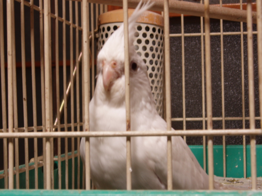 �����ނ�т��̌�����������